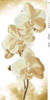 ТК-004 Орхидея 36х96  - Интернет-магазин товаров для вышивки бисером "Ручки Золотые", Ноябрьск